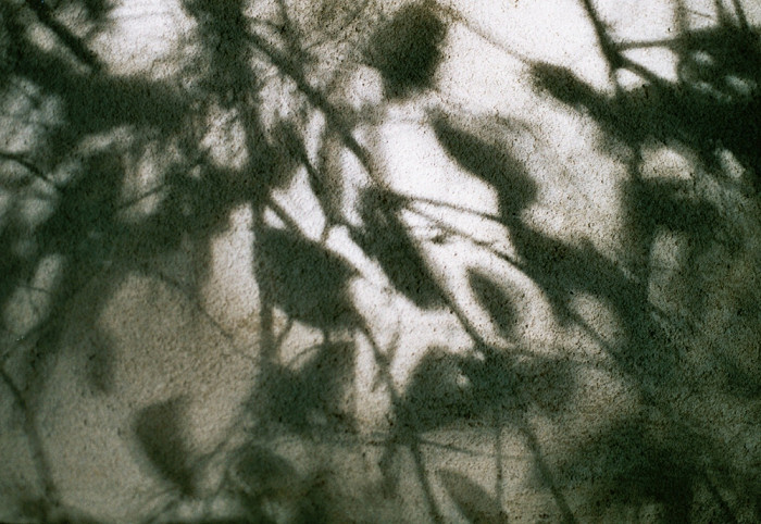 leaves shadow